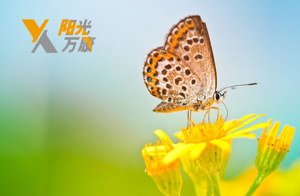 北(běi)京高(gāo)端網站(zhàn)建設公司-陽光(guāng)萬康