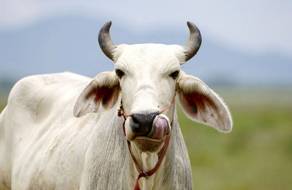 北(běi)京高(gāo)端網站(zhàn)建設公司-大(dà)畜網